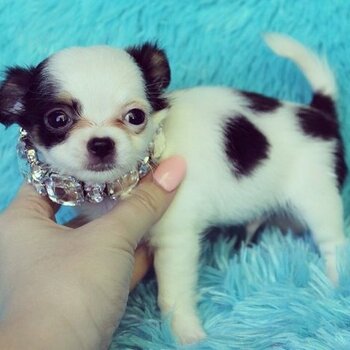 Beautiful Chihuahua pups Whatsapp/Viber:(+63-945-546-4913)