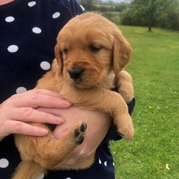 Gorgeous chunky Golden Retriever puppies