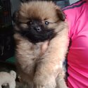 Male and Female Pomeranian, Dewormed and Vaccinated, 2 Months Old-2