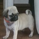 Pug Puppies Ready to go home.....whatsapp me or viber at:  +639192705547