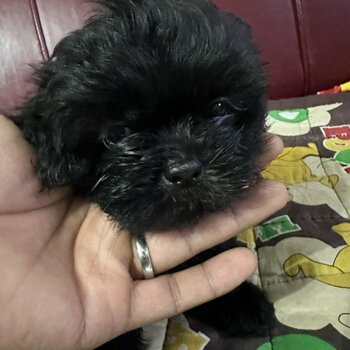 BLACK MALE SHIH TZU PUP FOR SALE
