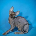 SPHYNX KITTENS FOR SALE PHILIPPINES [CATS] 0945-7024296-4