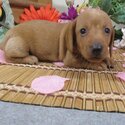 Adorable Miniature Dachshund Puppies