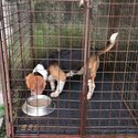Beagle female young adult-2