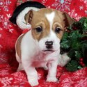 Wonderful Healthy Jack Russell Puppies-0