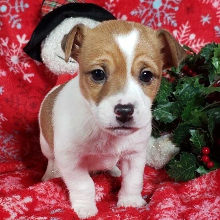 Wonderful Healthy Jack Russell Puppies