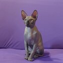 SPHYNX KITTENS FOR SALE PHILIPPINES [CATS] 0945-7024296-2
