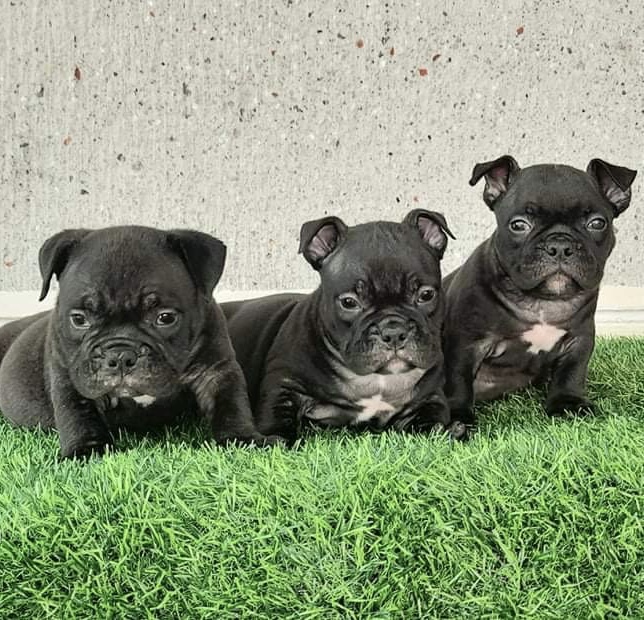 Exotic Bully pups