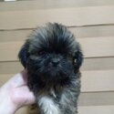 Shih Tzu Puppy-1