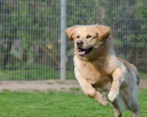 Dog Kennels Philippines