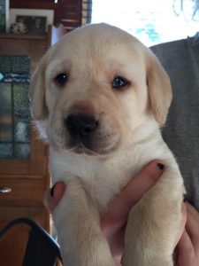 Puppy Toilet Training